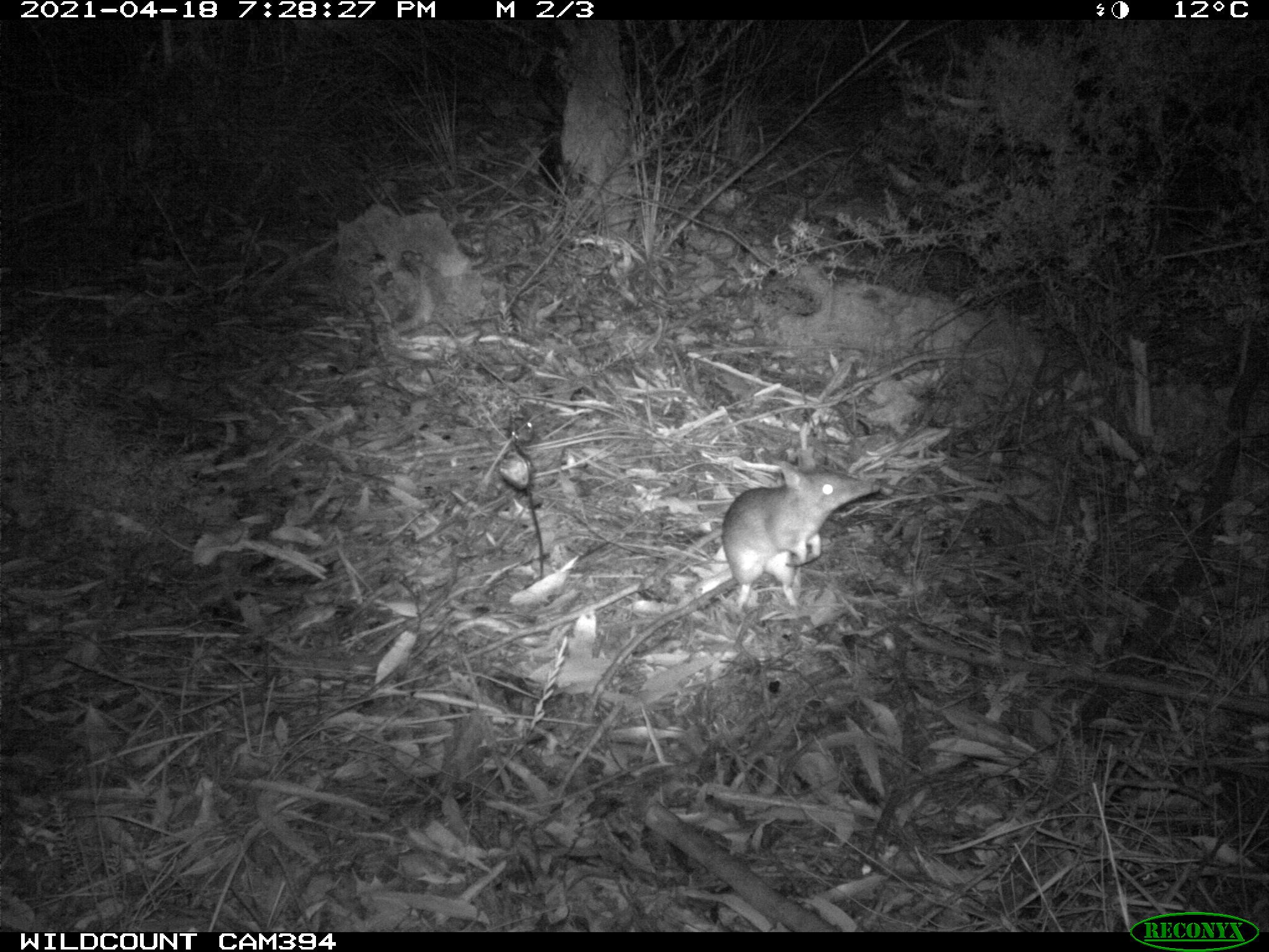 Black and white photo capturing a bandicoot standing on leaf litter