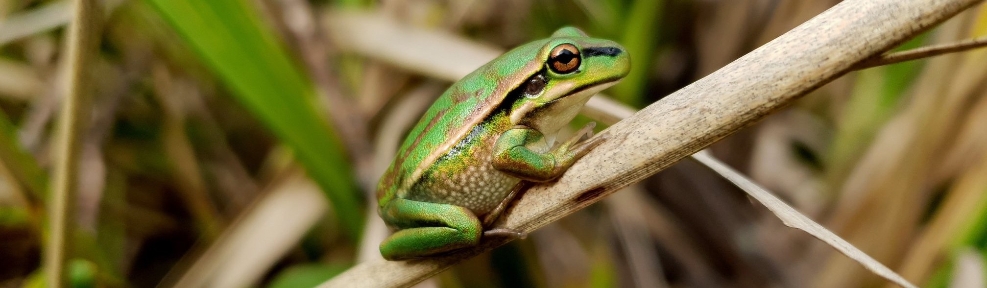 Juvenile endangered Green and Golden Bell Frog observed in the Sydney Olympic Park Brickpit
